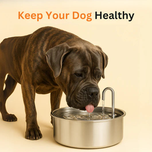 📦 free shipping📦Automatic circulating water 3.2L large capacity cat and dog water feeder