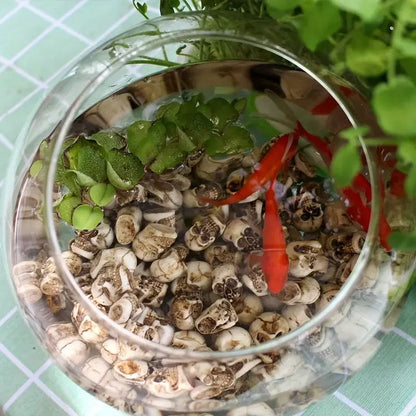 🎁Halloween Eve Promotions 🔥 Adorable Mini Skull Set (40 PCS)